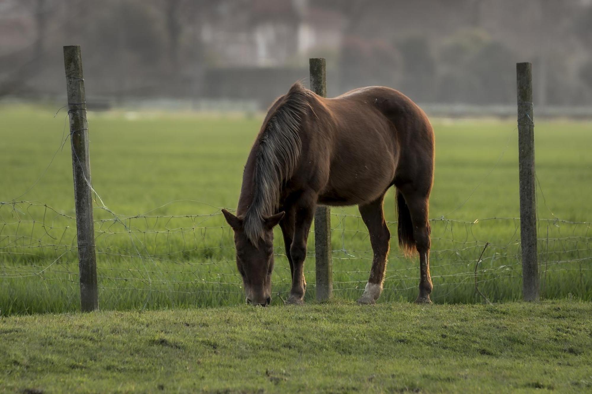 Agriturismo Al Botteniga Treviso Eksteriør bilde